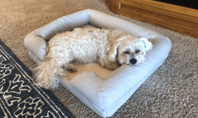 How to Create a Cozy and Stylish Pet Bed for Your Furry Friend?