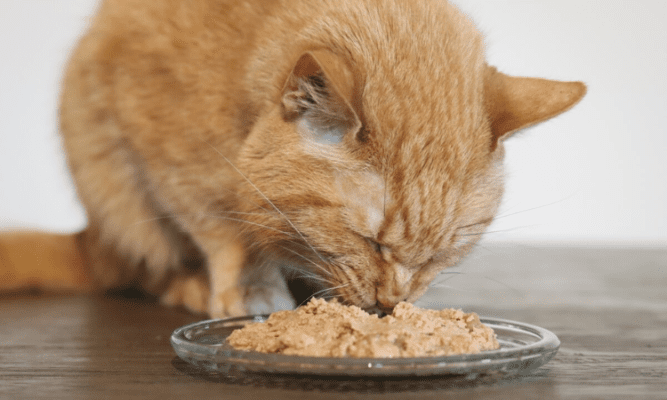 Dry vs. Wet Cat Food for Your Pet's Health- The Ultimate Comparison