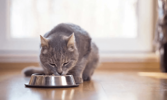 How to Choose the Perfect Wet Cat Food for Optimal Nutrition?