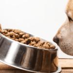 Why Grain-Free Dog Food Might Be the Best Choice for Your Pet?