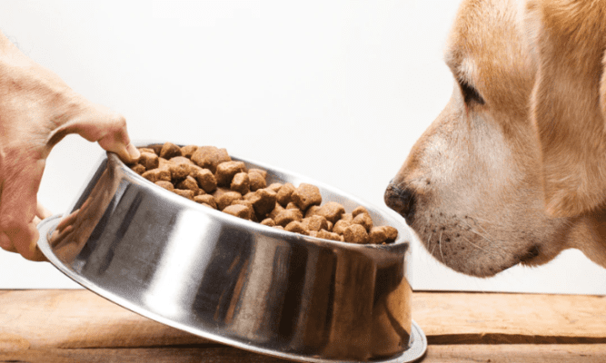 Why Grain-Free Dog Food Might Be the Best Choice for Your Pet?