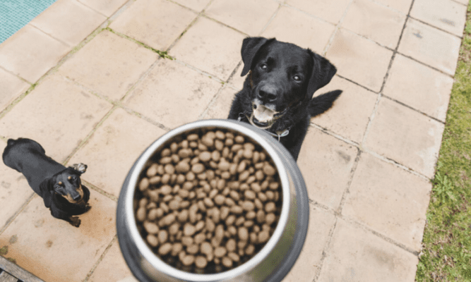 The Best Dog Foods for Sensitive Stomachs: Our Top Picks 2024