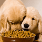 Top 7 Pet Food Brands That Are All About Quality and Nutrition