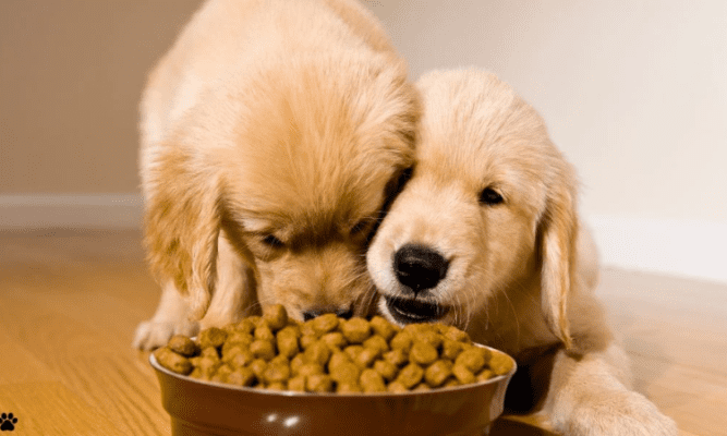 Top 7 Pet Food Brands That Are All About Quality and Nutrition