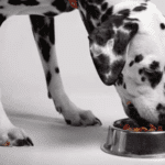 The Best Dog Foods for Sensitive Stomachs: Our Top Picks 2024