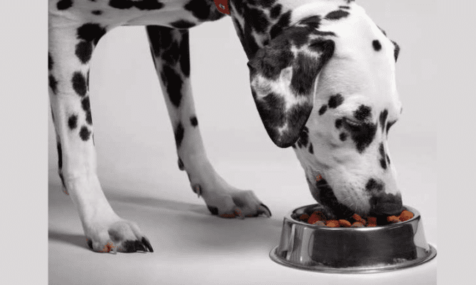 The Best Dog Foods for Sensitive Stomachs: Our Top Picks 2024