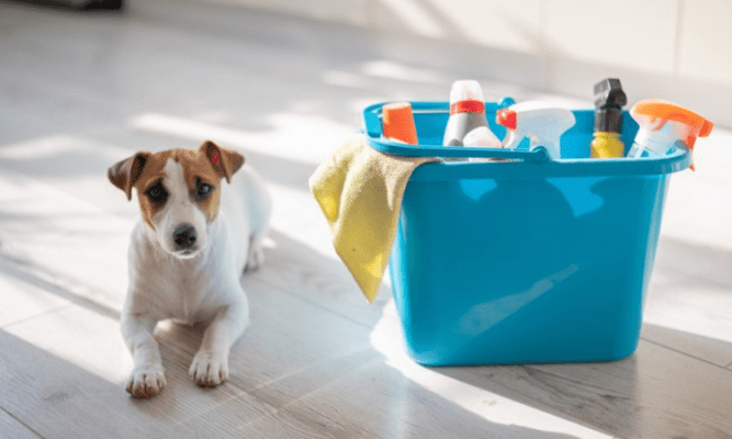 Discover the Top 5 Pet Products for a Cleaner Home