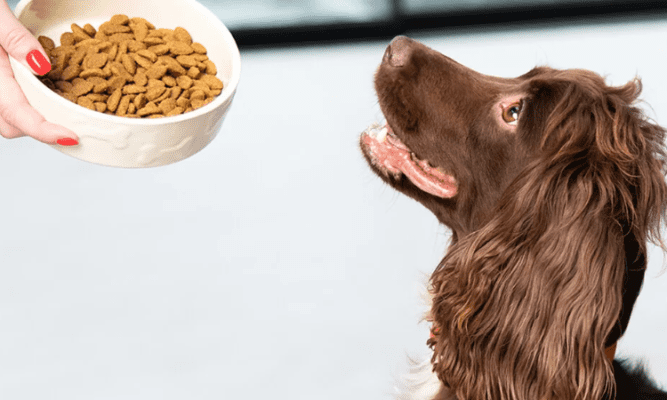 Top Tips for Choosing the Best Dry Dog Food for Optimal Health