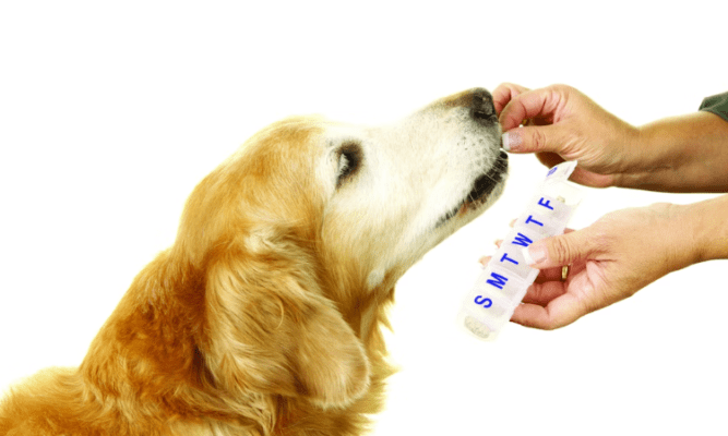 Top 5 Pet Health Supplements That Are Worth the Investment