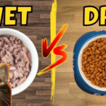 Dry vs. Wet Cat Food for Your Pet's Health- The Ultimate Comparison