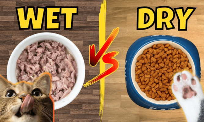 Dry vs. Wet Cat Food for Your Pet's Health- The Ultimate Comparison